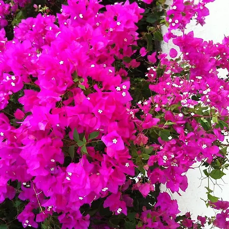 Francisco Ξενοδοχείο 2*