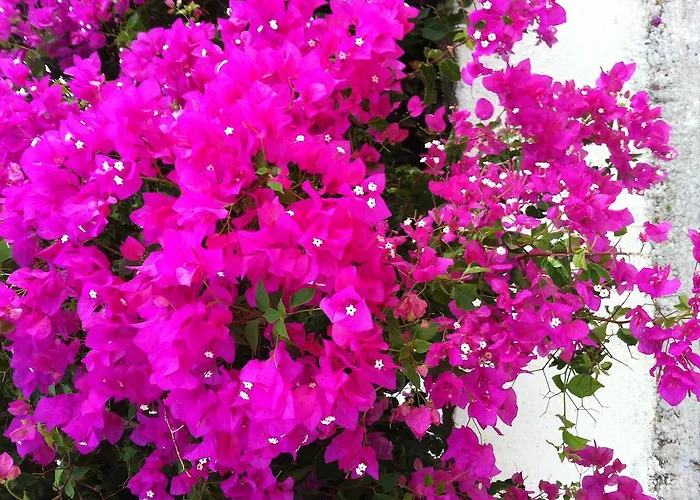 Francisco ホテル 2*